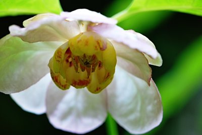 Sinocalycanthus chinensis - sazaníkovec čínský - květ - detail